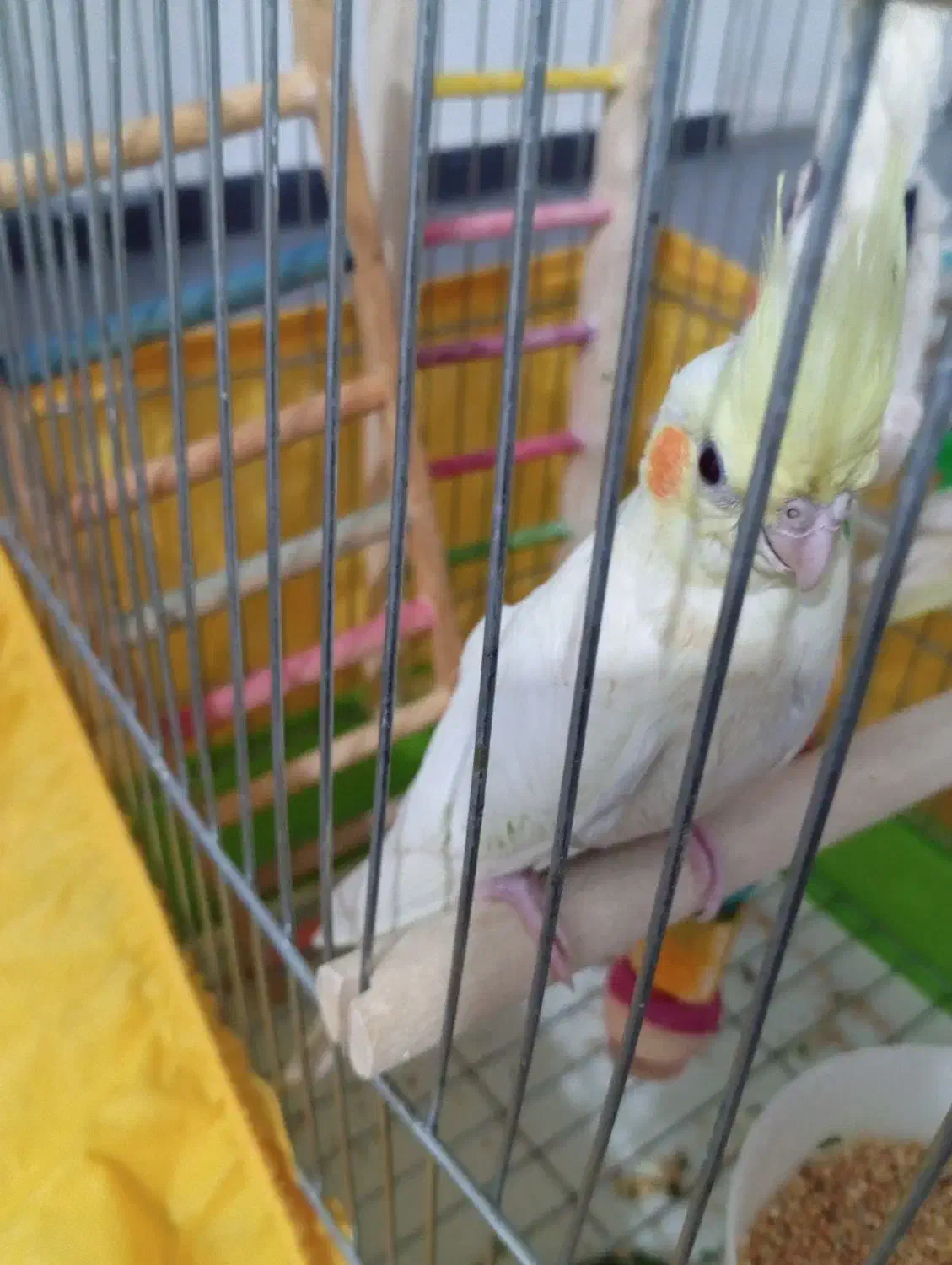 دو عدد عروس هلندی لوتینو|پرنده|کرج, حسین آباد (اکبر آباد)|دیوار