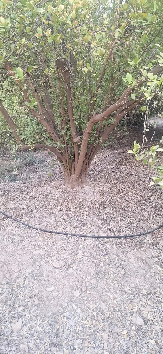 خرید و فروش انواع چوب مرکبات وغیره بابهترین قیمت|خدمات باغبانی و درختکاری|کازرون, |دیوار