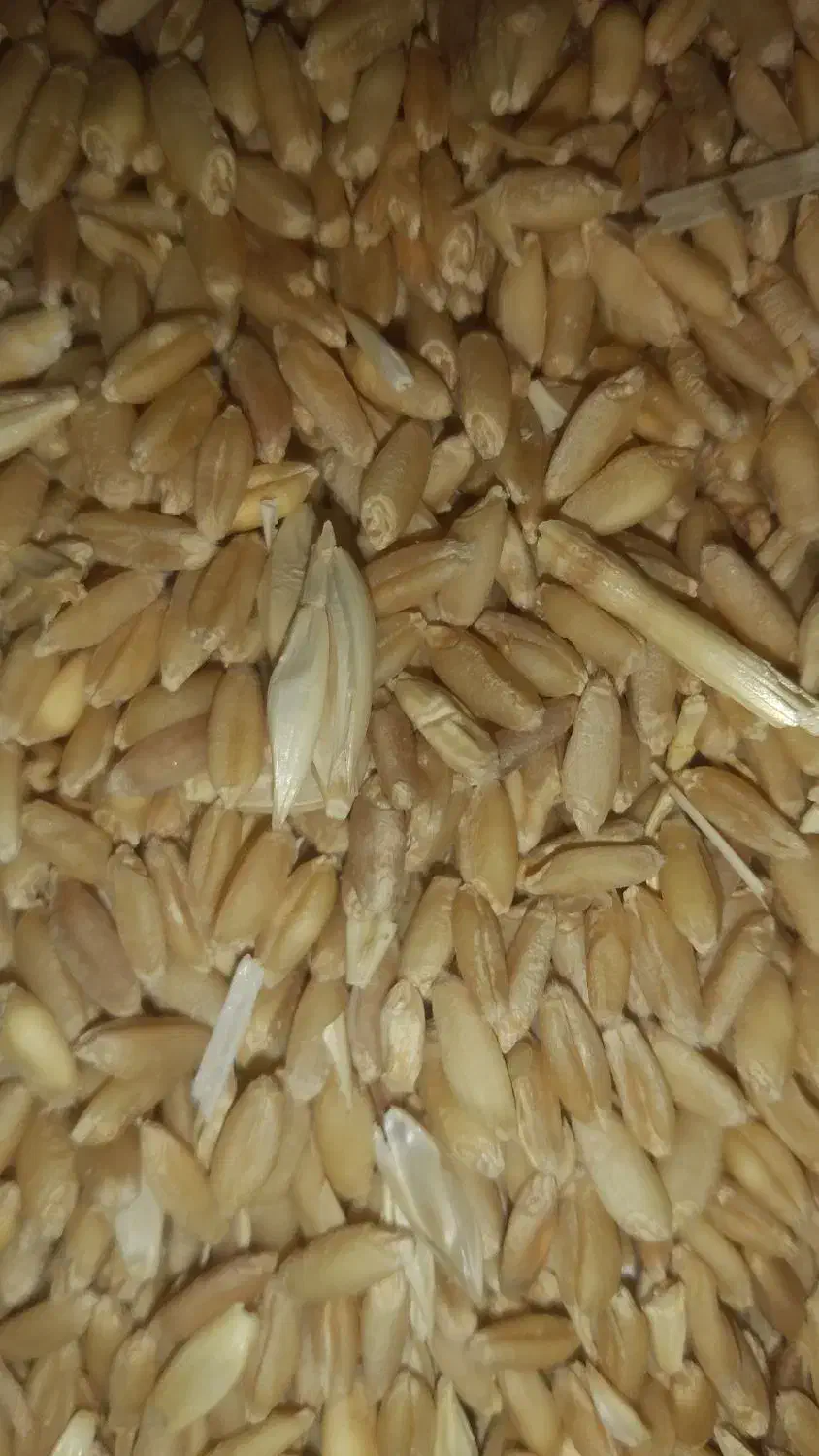 گندم|خدمات باغبانی و درختکاری|قیدار, |دیوار