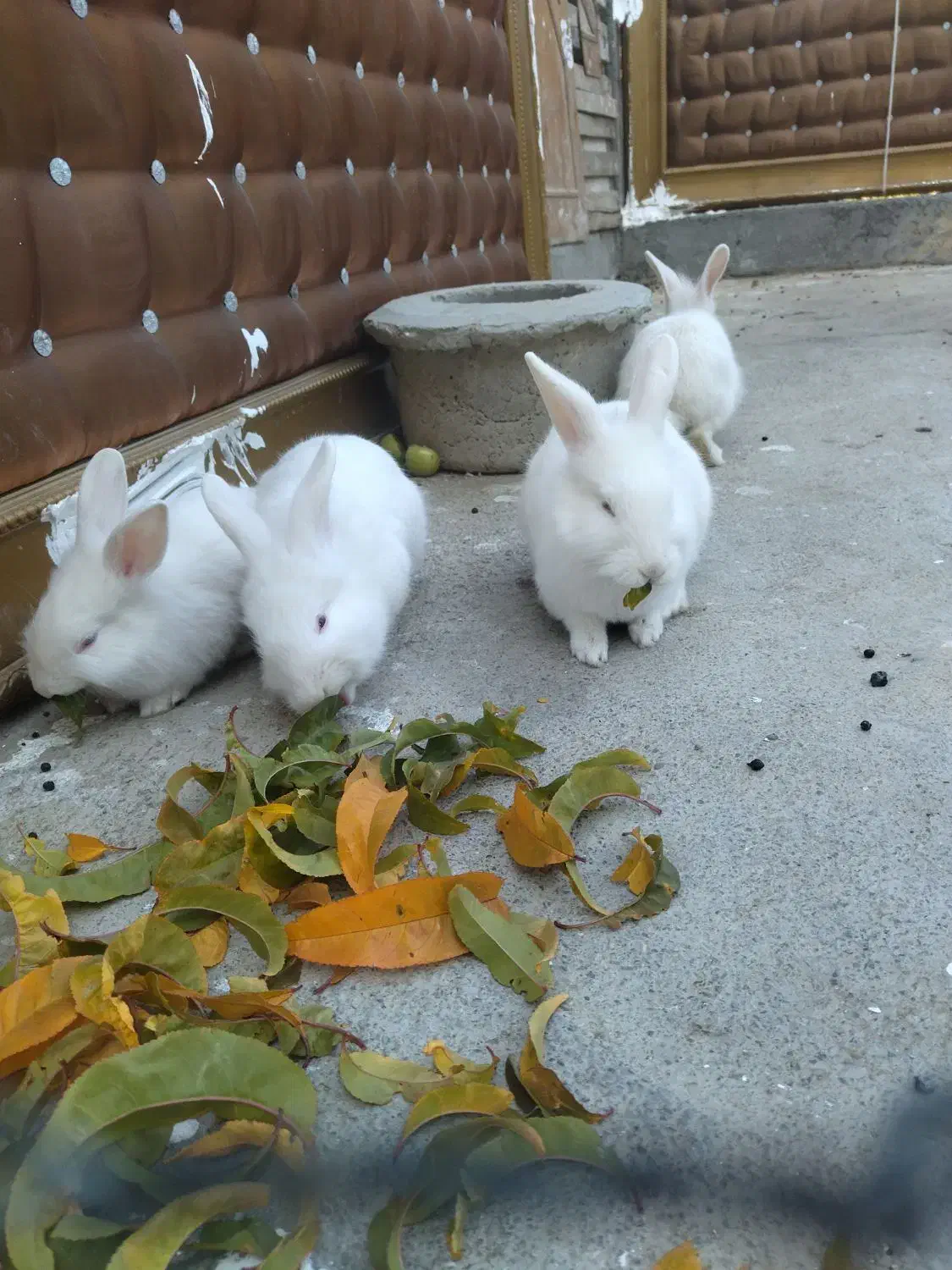 خرگوش|موش و خرگوش|ارومیه, |دیوار