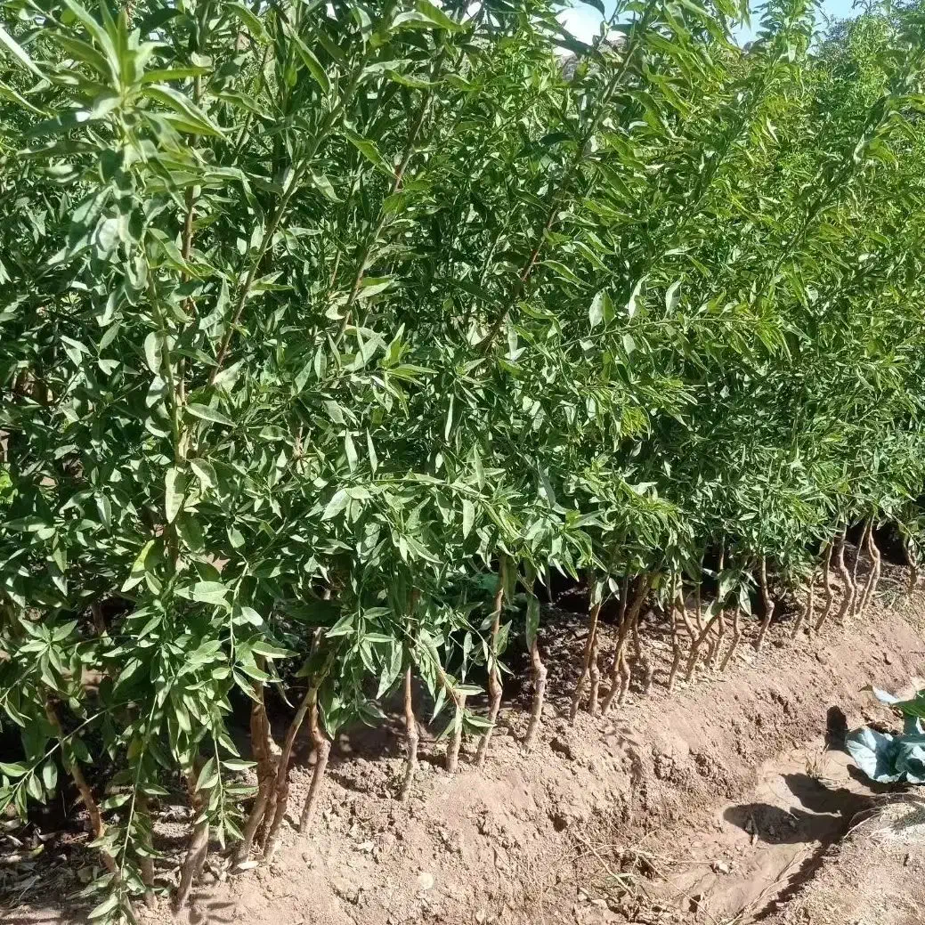 انواع نهال های میوه و....زود بازده|خدمات باغبانی و درختکاری|تاکستان, |دیوار