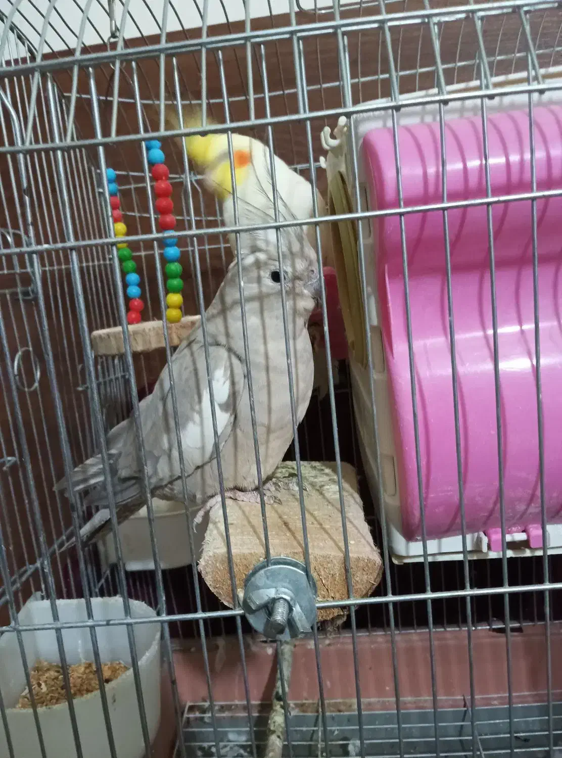 عروس هلندی مولد|پرنده|سنندج, |دیوار