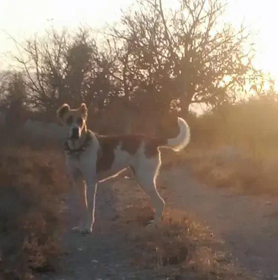 توله ماده خراسانی نگهبان گله|سگ|چناران, |دیوار