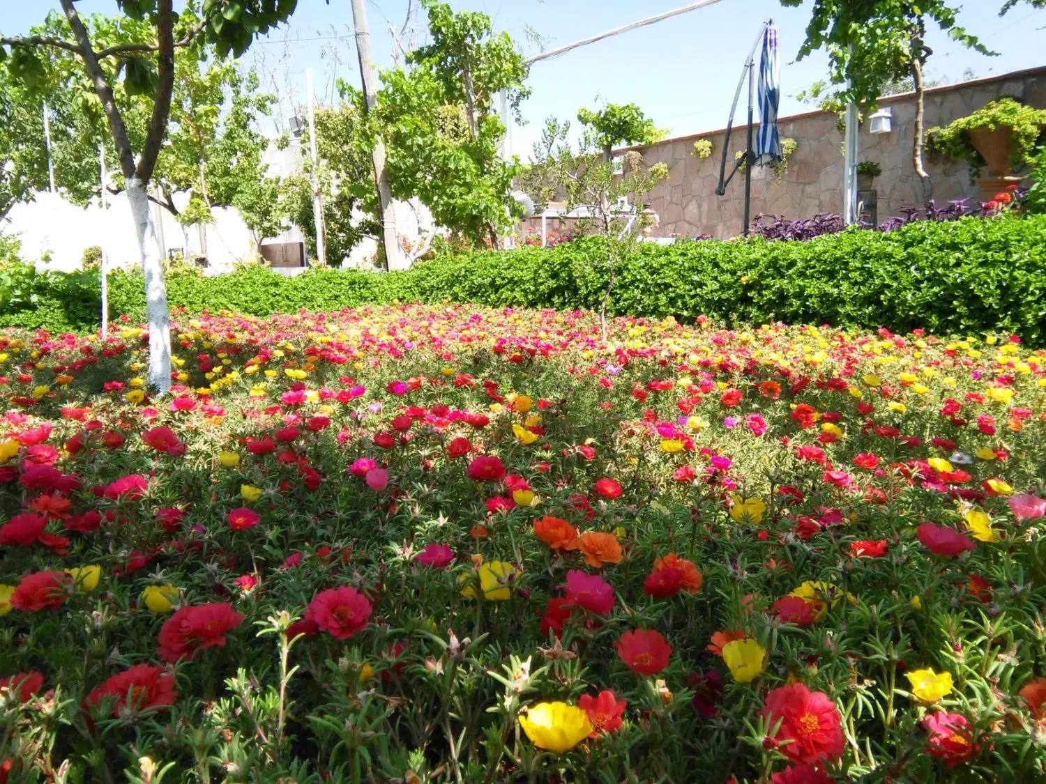 باغبانی،هَرس کاری و پیوند زنی|خدمات باغبانی و درختکاری|تبریز, |دیوار