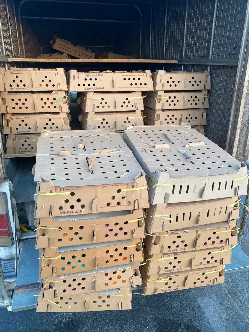 جوجه عید نوروز عمده|حیوانات مزرعه|بوشهر, |دیوار