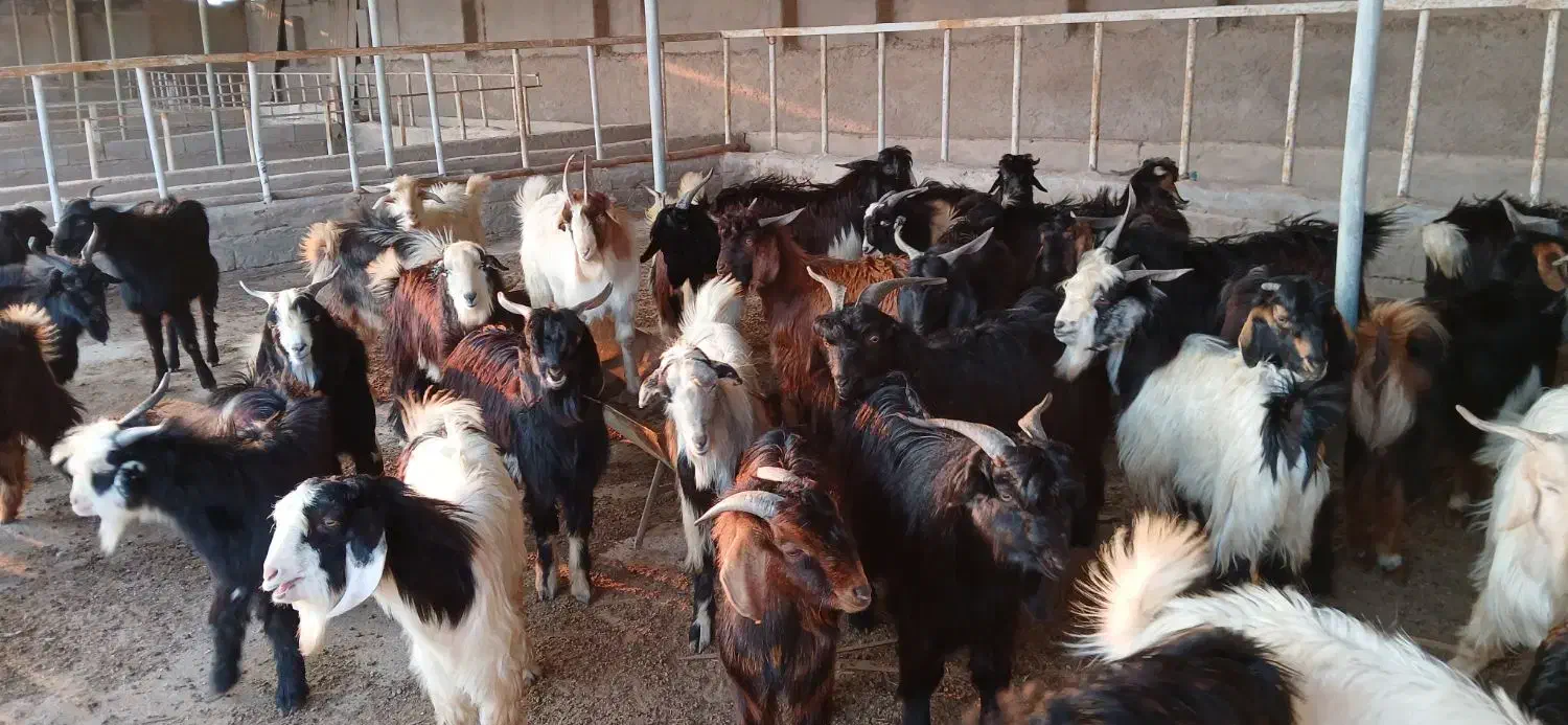 کهره|حیوانات مزرعه|دلوار, |دیوار