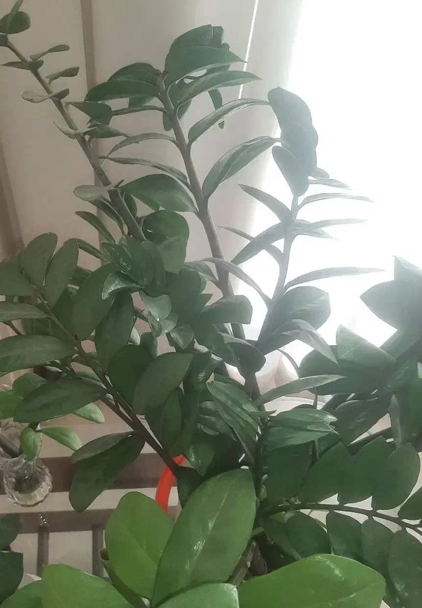 زاموفیلیا بلند و پر ریشه|گل و گیاه طبیعی|تهران, نیلوفر|دیوار