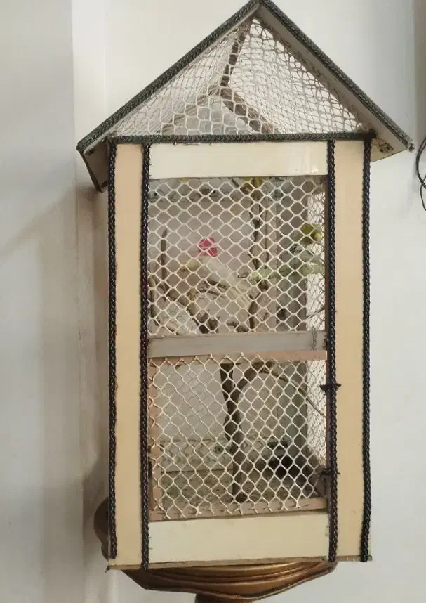 عروس هلندی و مرغ عشق|پرنده|صباشهر, |دیوار