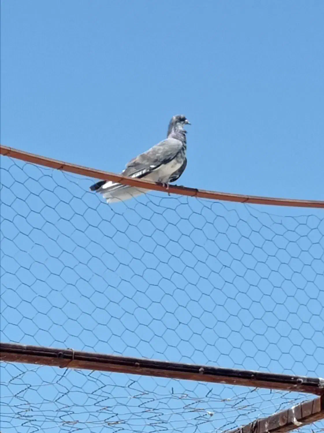 کبوتر گرو ازنقده|حیوانات|نقده, |دیوار