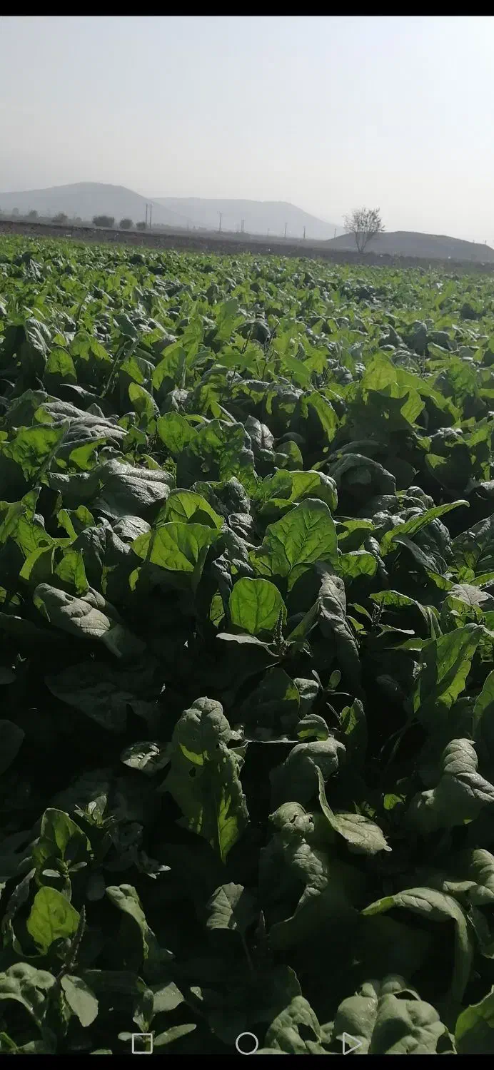 اسفناج|گل و گیاه طبیعی|مینودشت, |دیوار