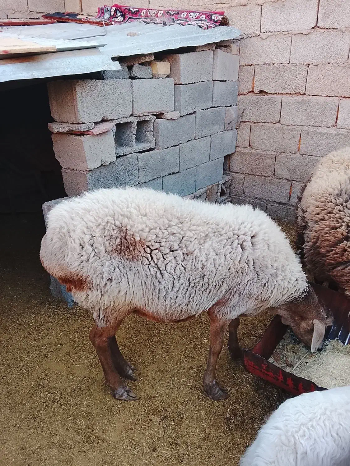 میش چینی آبستن|حیوانات مزرعه|کرمان, |دیوار