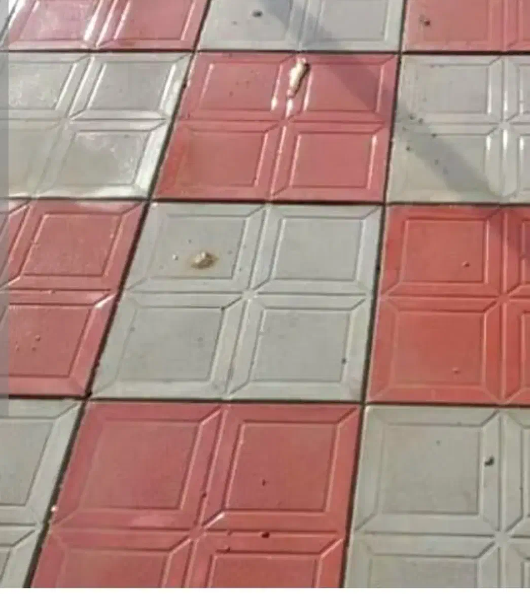 موزاییک رنگی ایزدمهر|مصالح و تجهیزات ساختمان|سبزوار, قصبه غربی|دیوار