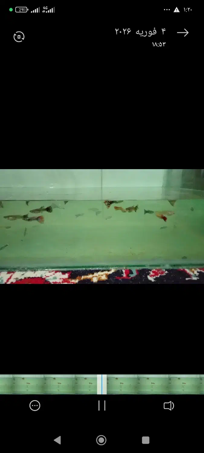 ماهی گوپی و فایتر|ماهی|اصفهان, فردوان|دیوار