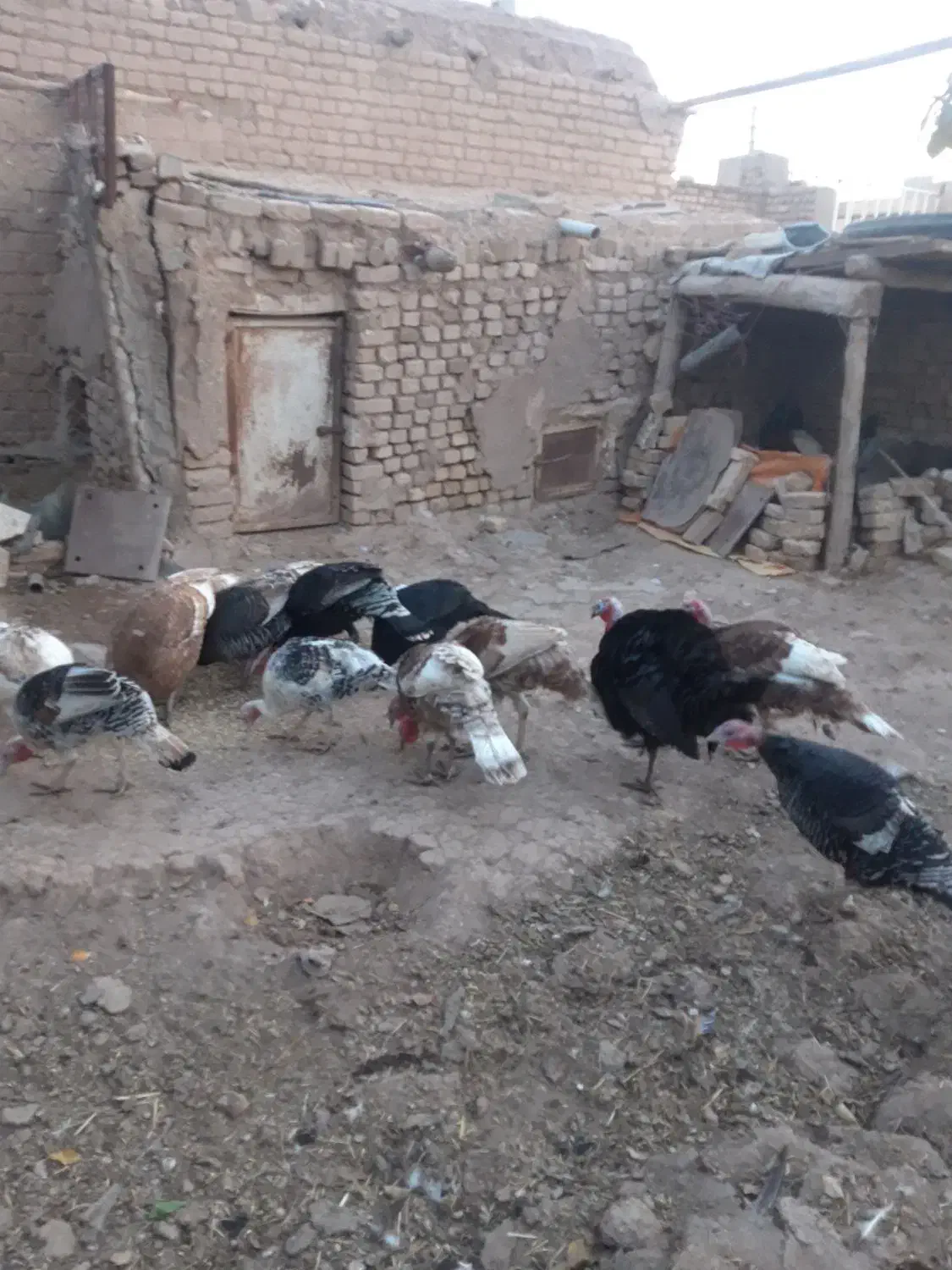 بوقلمون|حیوانات مزرعه|قزوین, |دیوار