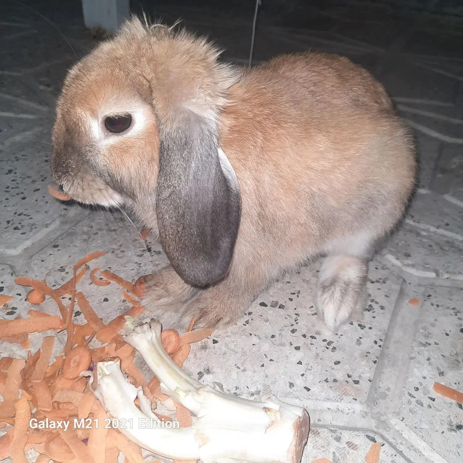 خرگوش لوپ|موش و خرگوش|مشهد, آبکوه|دیوار