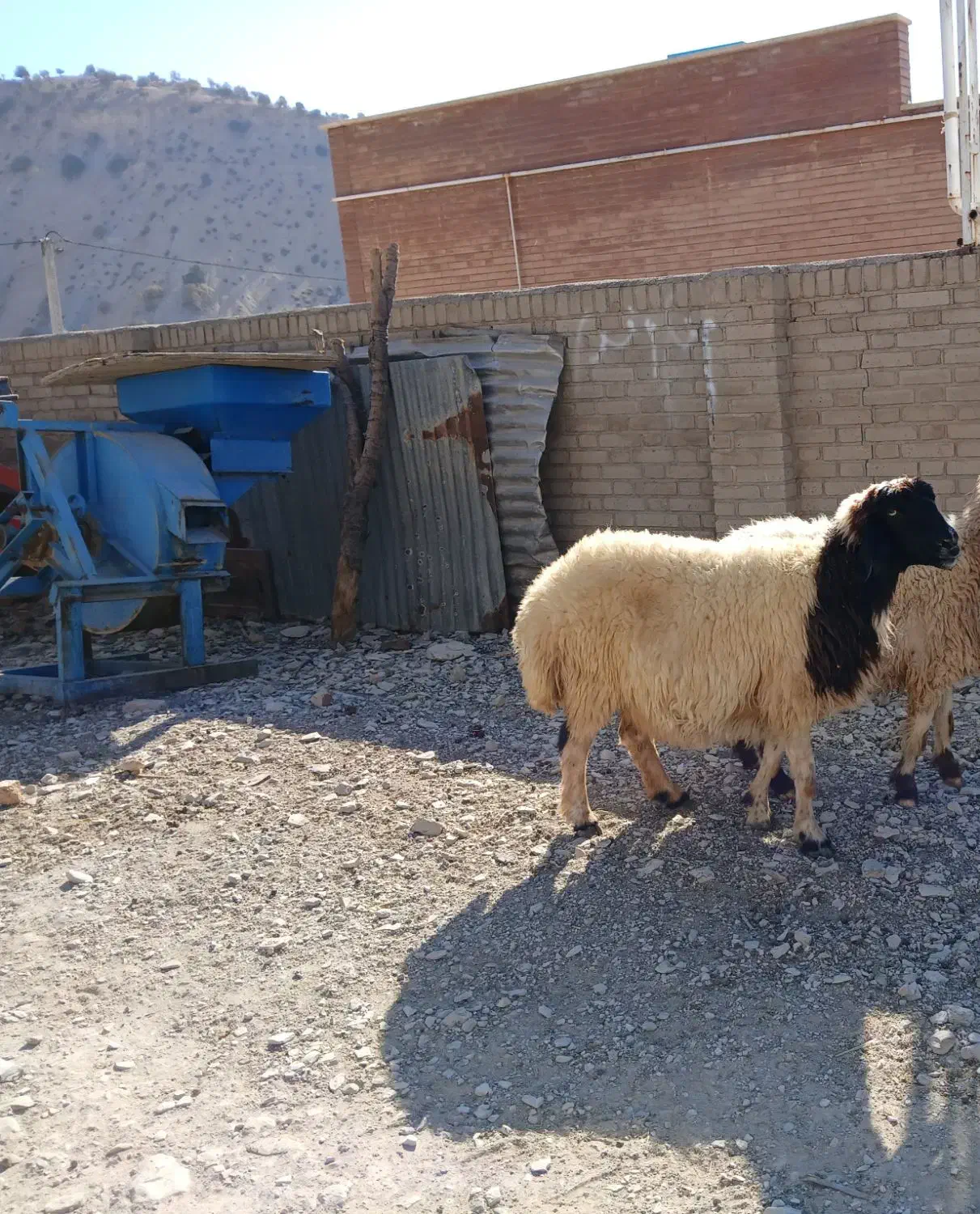 میش آبستن درجه یک داشتی|حیوانات مزرعه|ایلام, |دیوار