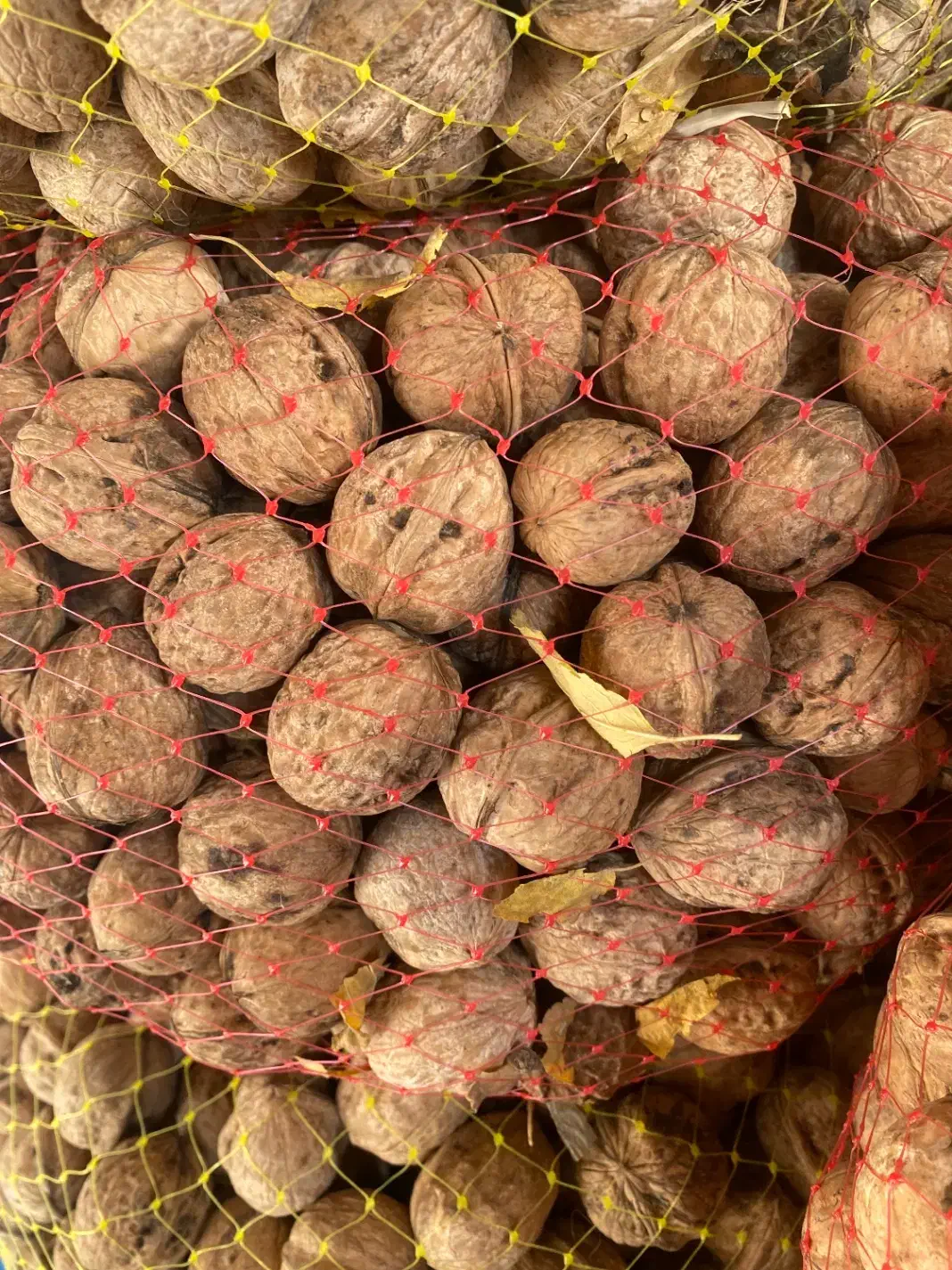 پوست کاغذی|خوردنی و آشامیدنی|زند, |دیوار