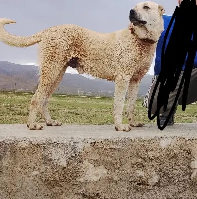 سگ سرابی|سگ|خزل, |دیوار