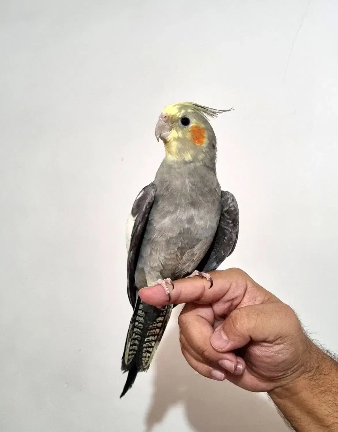 عروس هلندی|پرنده|پردیس, فاز ۱|دیوار