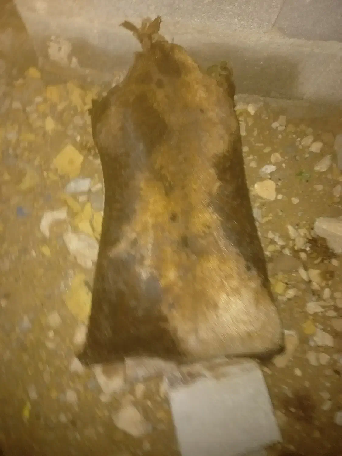 مشک آب. پوست بز|صنایع دستی و سایر لوازم تزئینی|کازرون, |دیوار