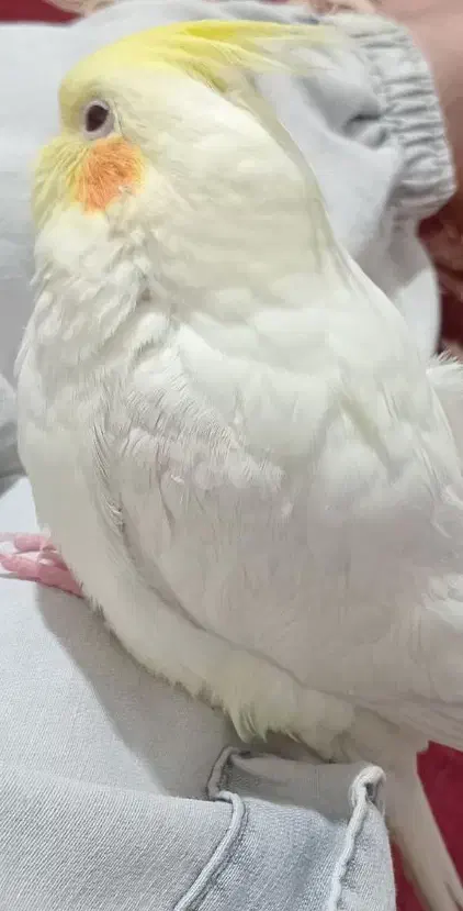 عروس امروز گمشده|حیوانات|بروجرد, |دیوار