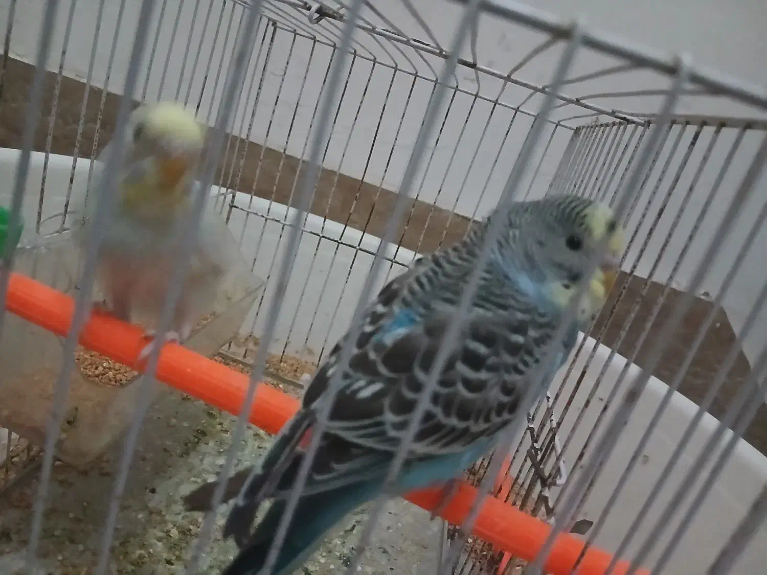 مرغ عشق|پرنده|چناران, |دیوار