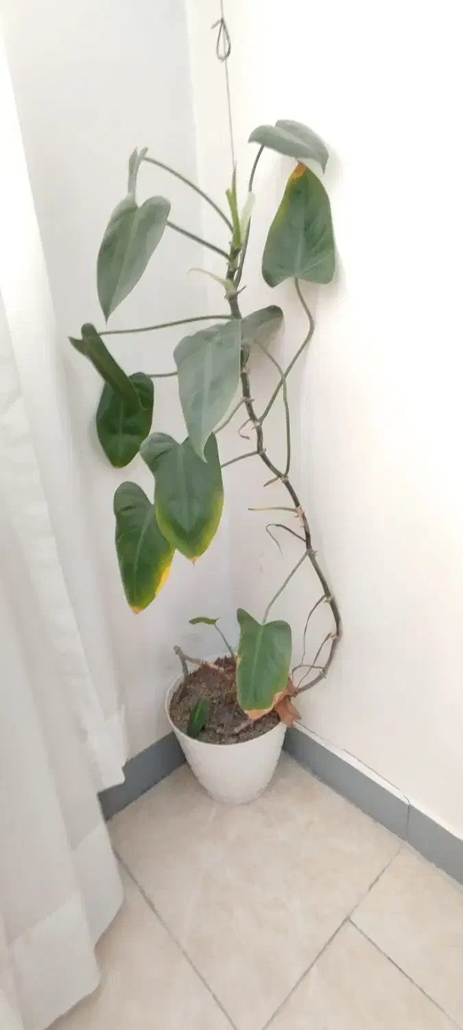 گلدان و گل طبیعی|گل و گیاه طبیعی|کرج, گلشهر|دیوار