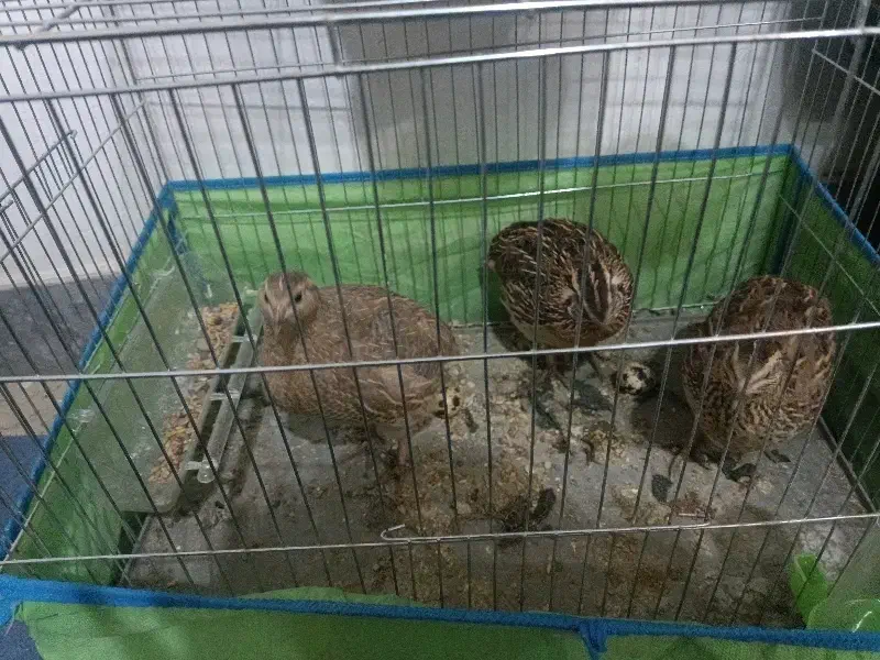 بلدرچین|حیوانات مزرعه|هشتگرد, سیف آباد|دیوار