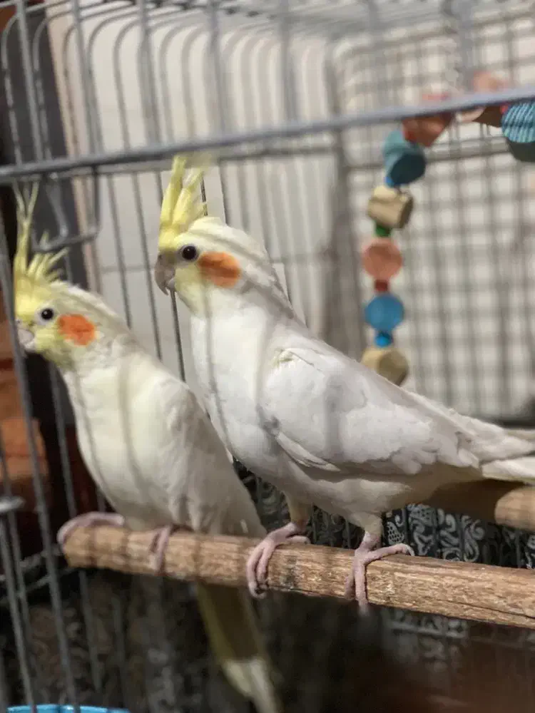 دو عدد عروس هلندی|پرنده|بشاریات, |دیوار