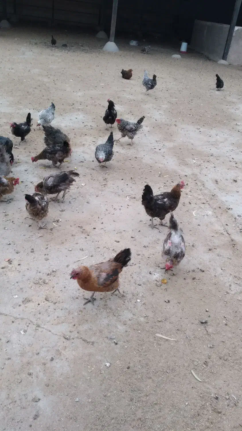 مرغ رسمی|حیوانات مزرعه|قم, جمکران|دیوار