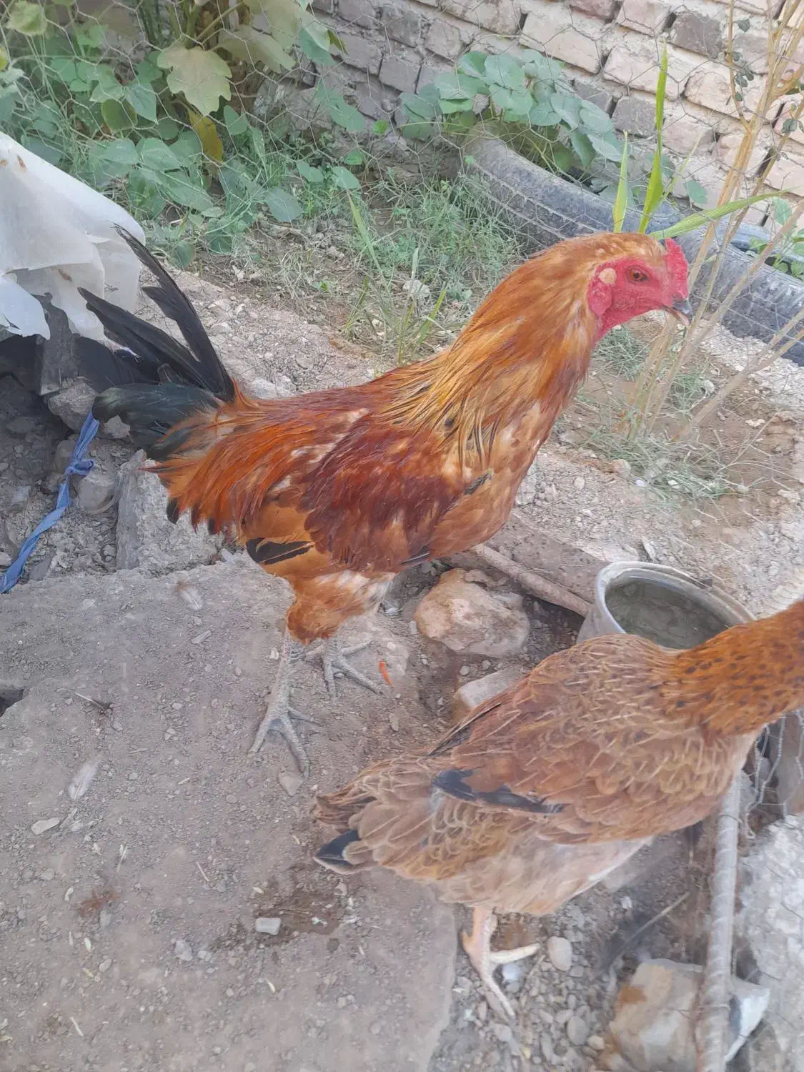 مرغ وخروس|حیوانات مزرعه|خاش, |دیوار