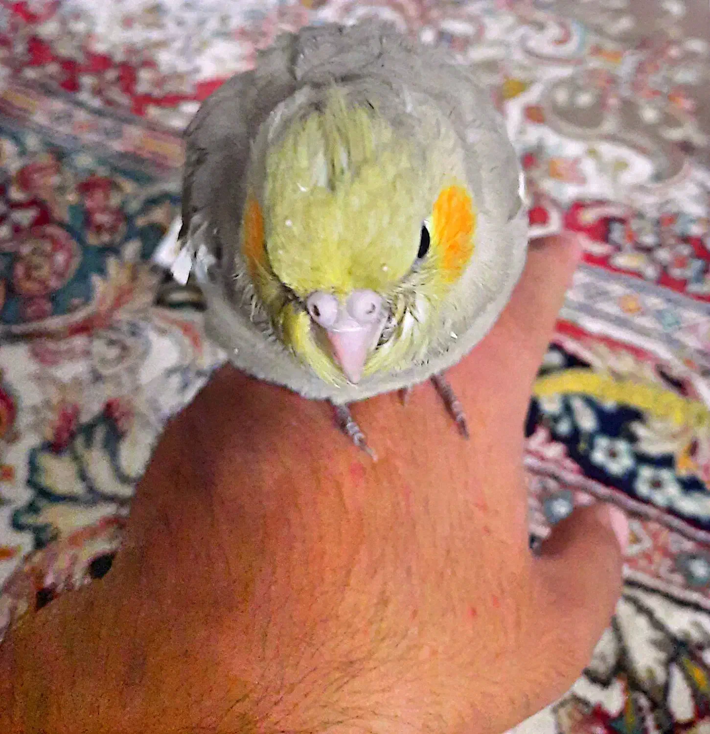 عروس هلندی|پرنده|قم, حاج زینل|دیوار