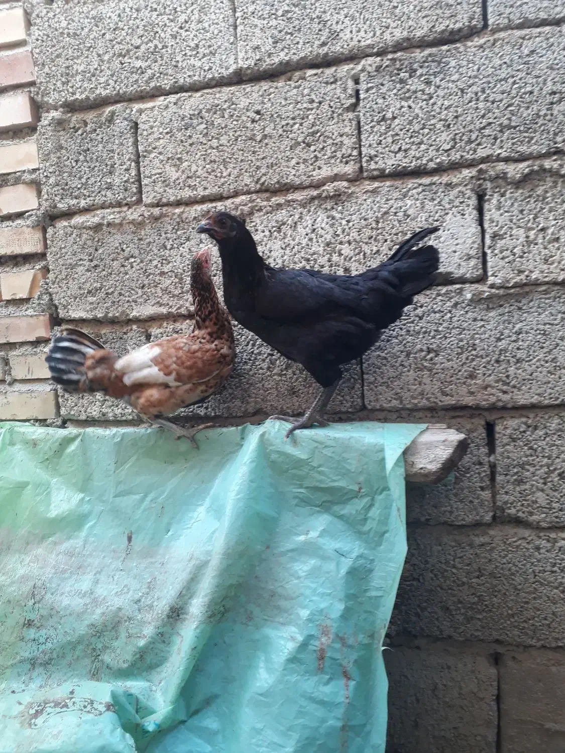 جوجه مرغ محلی|حیوانات مزرعه|تاتار علیا, |دیوار