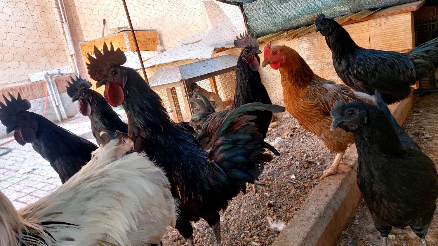 نژاد خروس ایام سمانی سیاه خالص  گوشتشم سیاهه|حیوانات مزرعه|محمدیه-قزوین, |دیوار