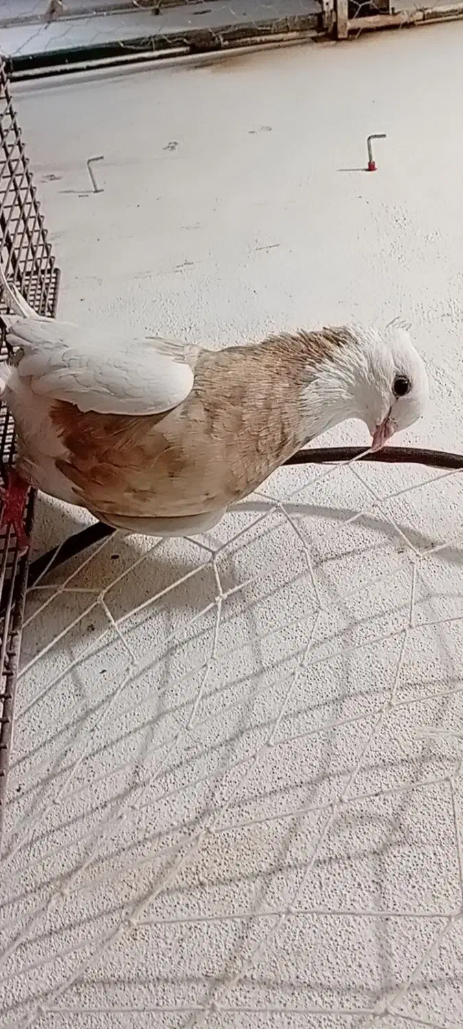 کبوتر رنگی دمبی طوقی عروس هلندی مرغ عشق فنچ قناری|پرنده|دهدشت, |دیوار