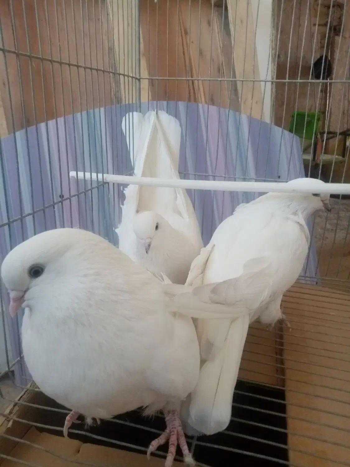 کبوتر سفید پرشی|پرنده|برخوار, |دیوار