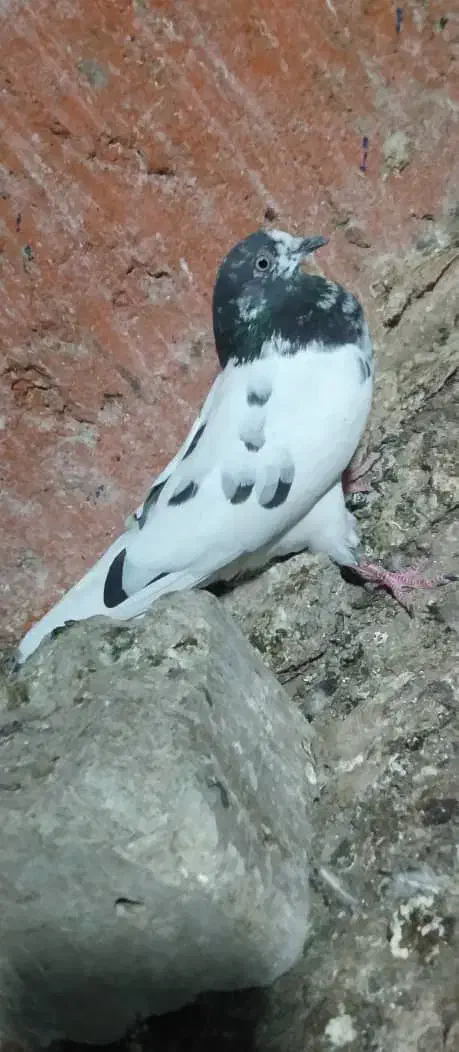 اسباب بازی|اسباببازی|ایرانشهر, |دیوار