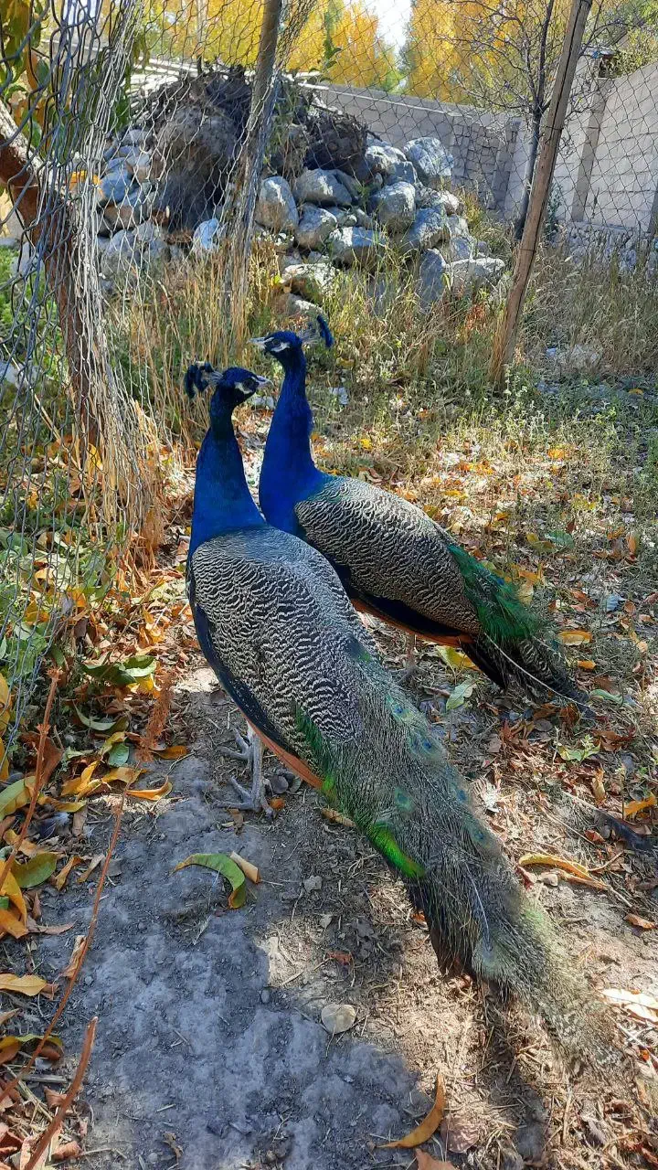 طاووس هندی دو ساله|پرنده|سراب, |دیوار