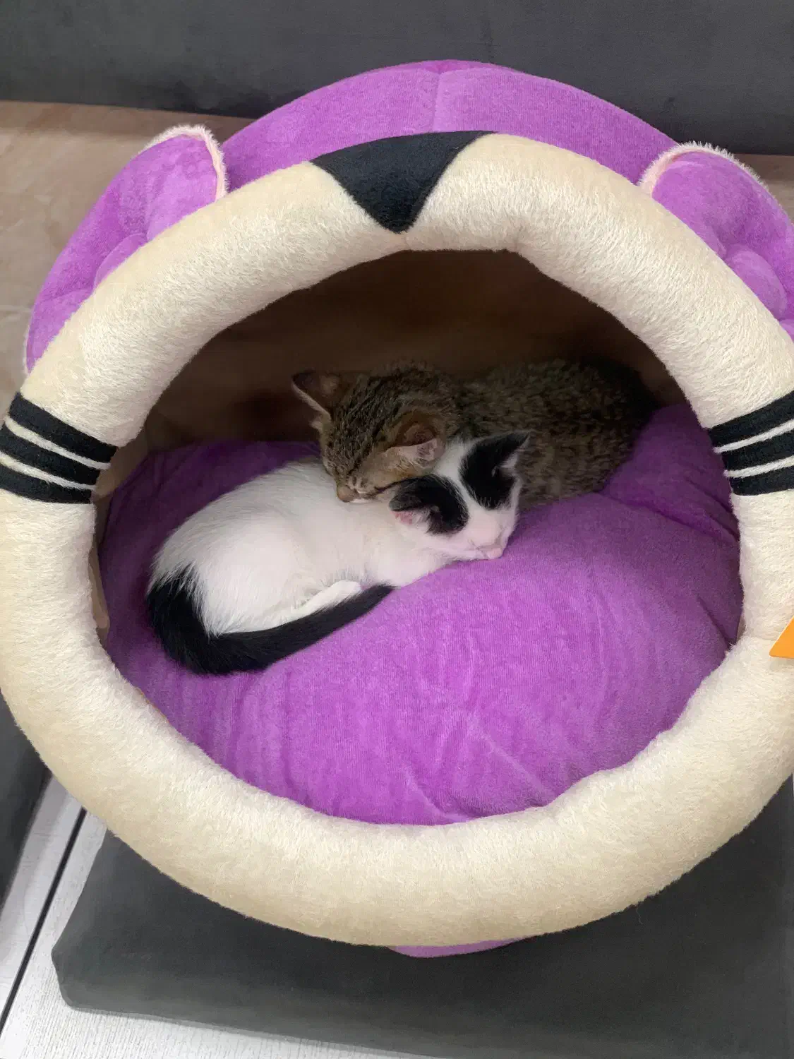 جای خواب پت|لوازم جانبی حیوانات|شیروان (خراسان), |دیوار