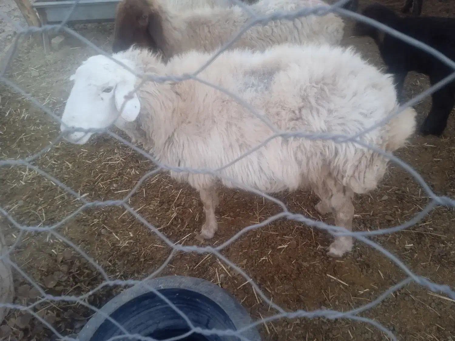 میش تازه شیره انداخته از شیره صاف|حیوانات مزرعه|سبزوار, کلاته سیفر|دیوار