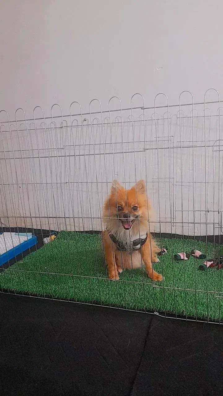 سگ پامرین خوشکل|سگ|تربت‌حیدریه, رضاشهر|دیوار