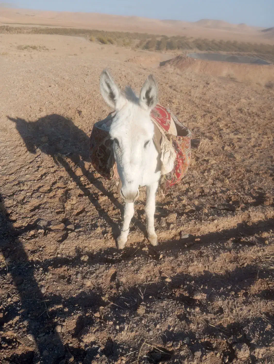 مچخر95000000 میلیون روستای تجرود|حیوانات مزرعه|تربتحیدریه, پائین ولایت|دیوار