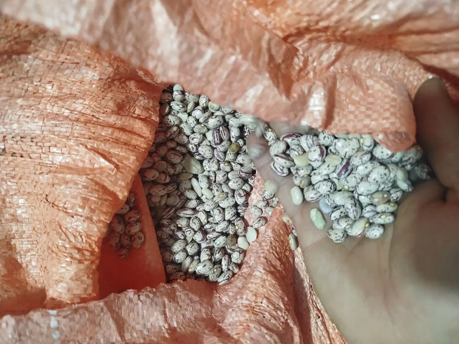 لوبیا چیتی بوجاری شده|خوردنی و آشامیدنی|آمل, |دیوار