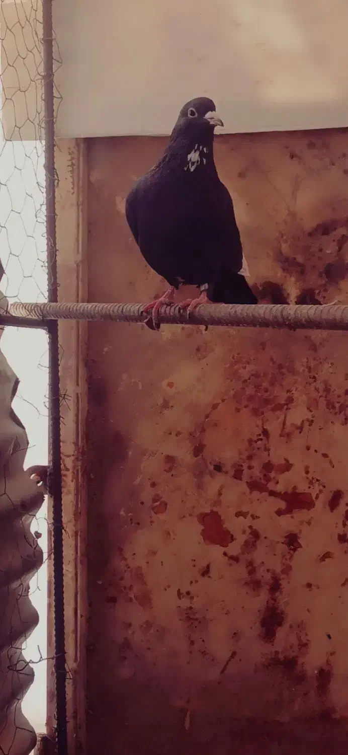 سیاه پلنگ|پرنده|بافق, |دیوار