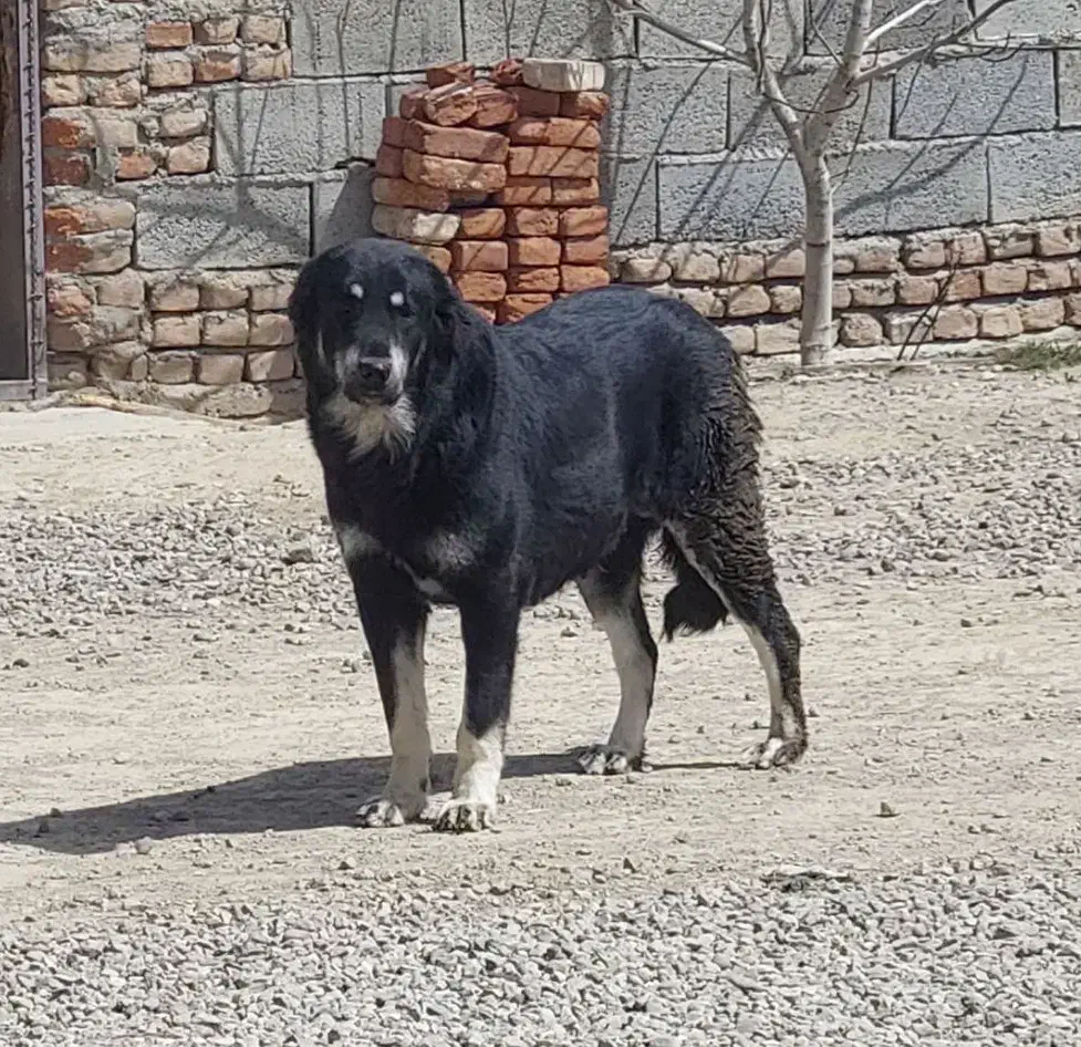 ماده عراقی اصیل نسل کرال قهرمان|سگ|بناب, |دیوار