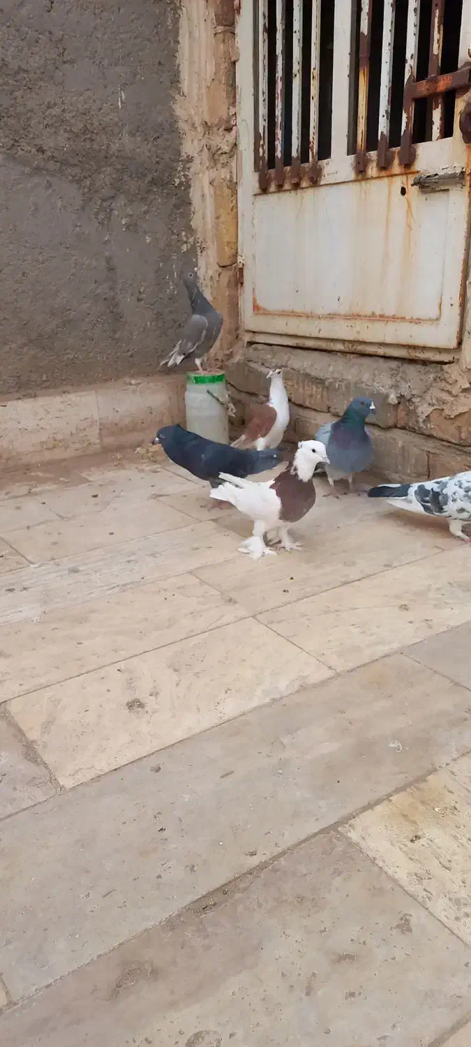 هفت عدد کبوتر|پرنده|قم, باغ کرباسی|دیوار