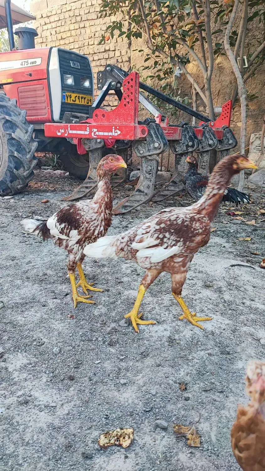 مرغ خروس لاری جوجه|حیوانات مزرعه|مزرعه کتول, |دیوار