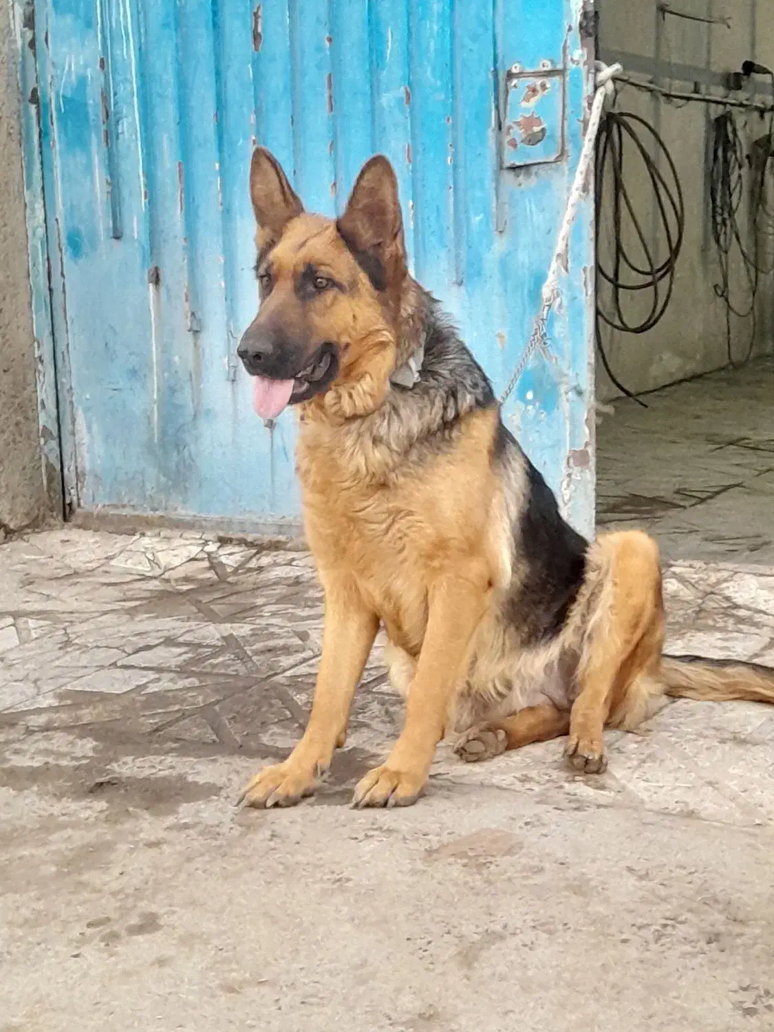 حیون سگ ژرمن|سگ|قزوین, |دیوار