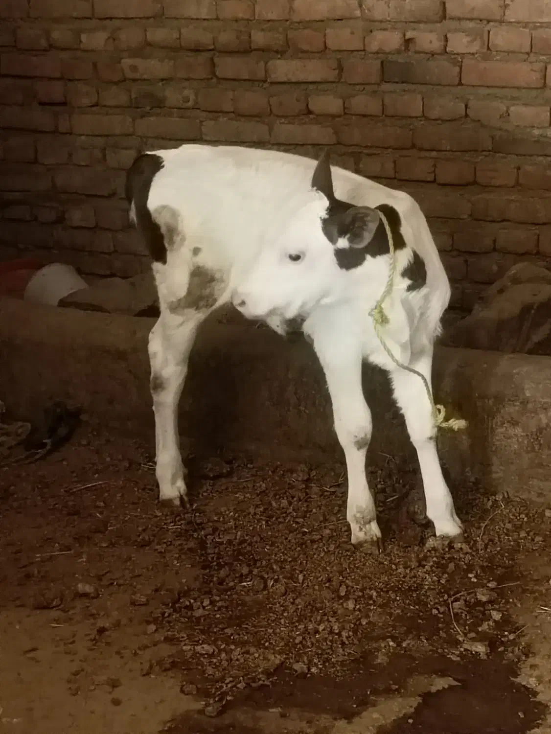 گاو با گوساله ماده مور سیمنتال|حیوانات مزرعه|نظر کهریزی, |دیوار