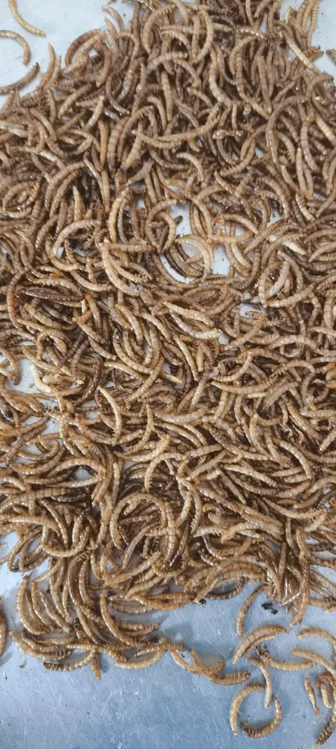 میلورم|خزنده|گناباد, |دیوار